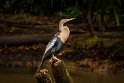 014 Tortuguero, slangenhalsvogel